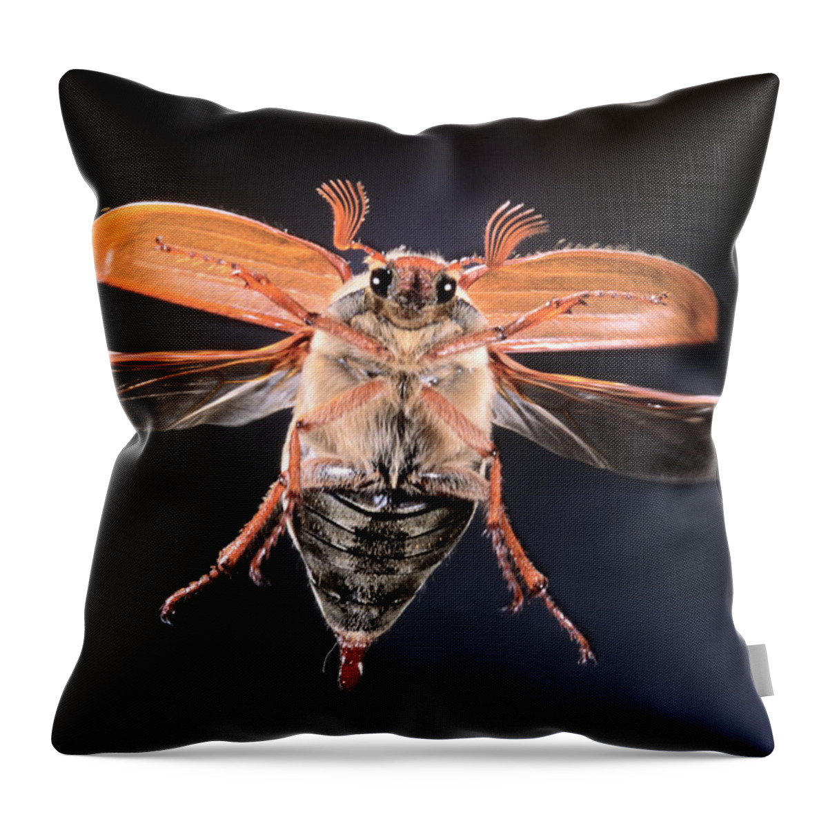 Nis Throw Pillow featuring the photograph Common Cockchafer Flying by Jef Meul
