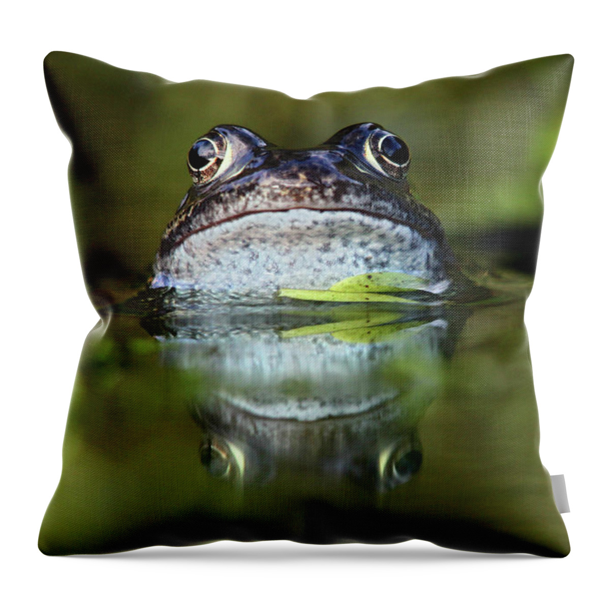 Animal Themes Throw Pillow featuring the photograph Common Frog In Pond by Iain Lawrie
