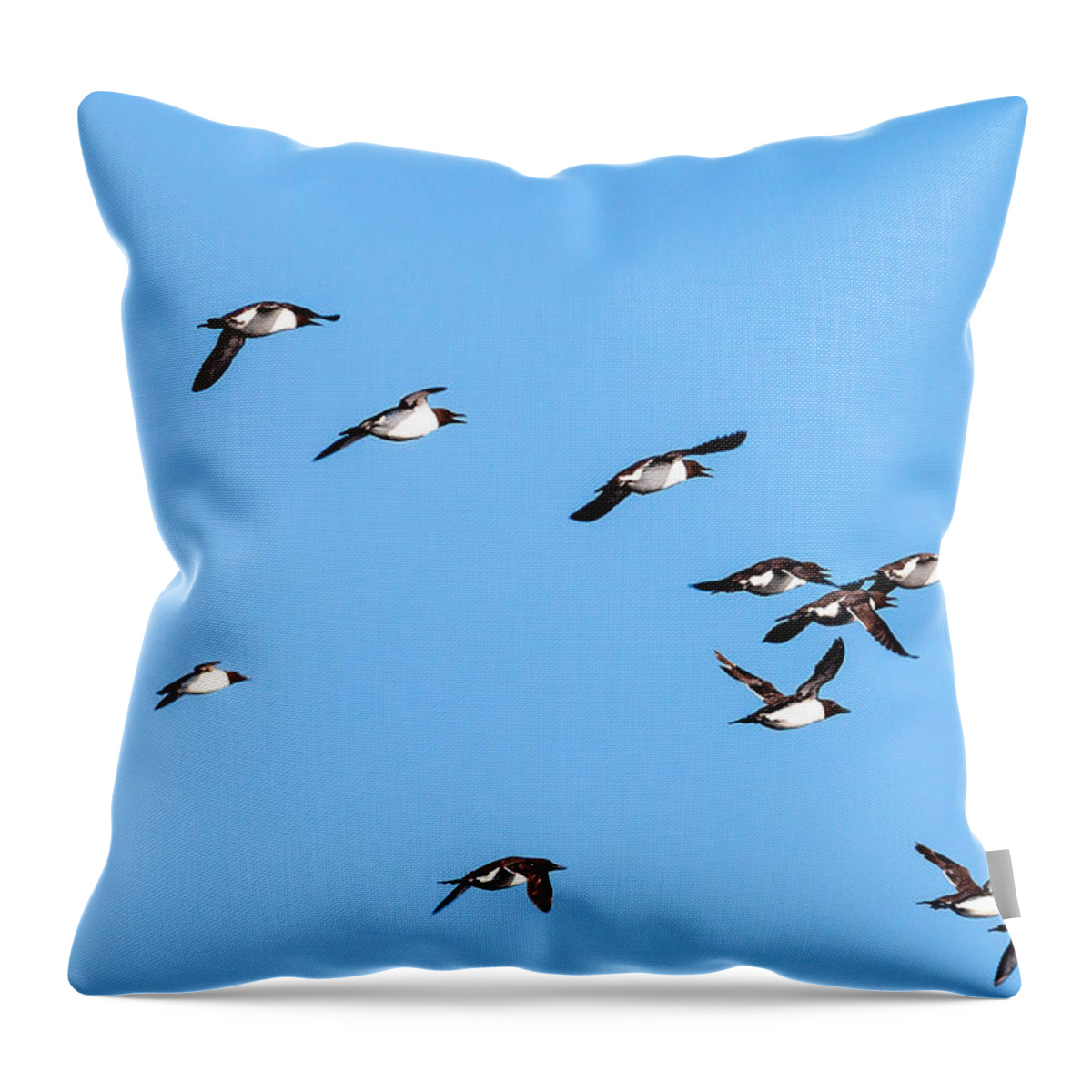 Common Murre Throw Pillow featuring the photograph Common Murres Flying Away by Perla Copernik