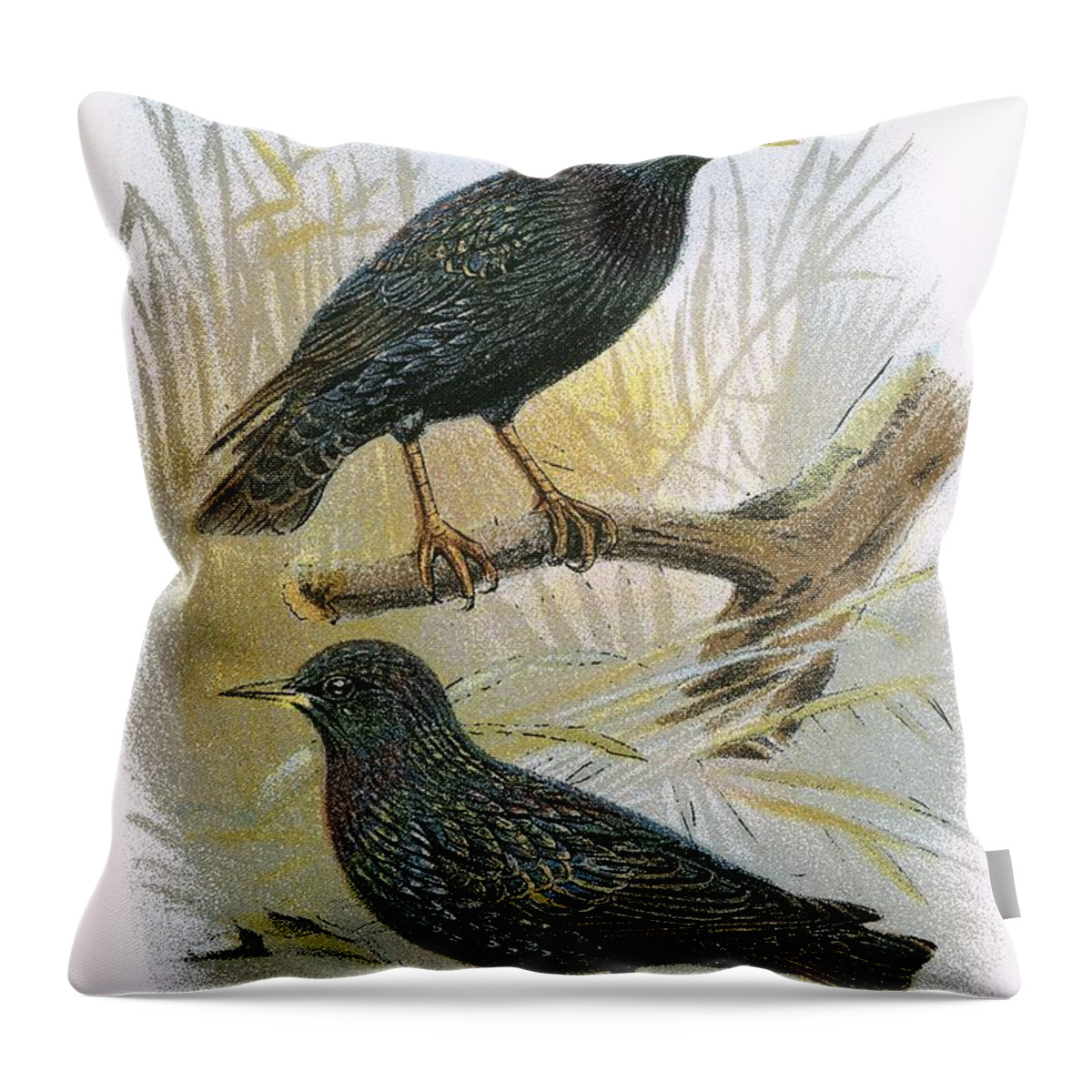British Birds Throw Pillow featuring the photograph Common Starling Top And Intermediate Starling Bottom by English School