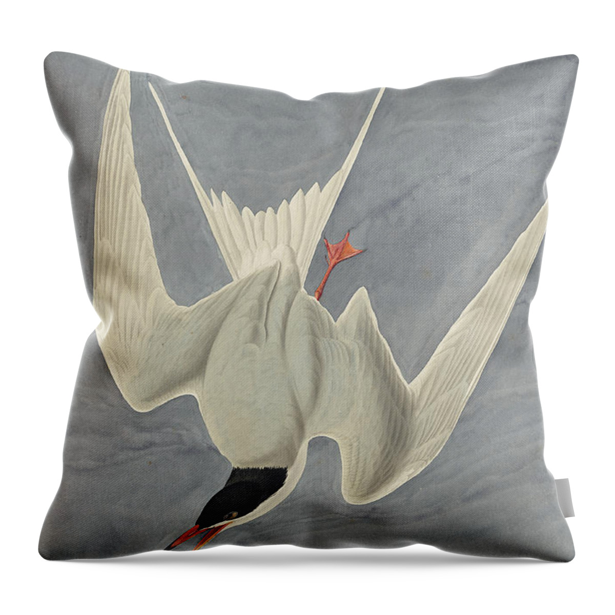 Audubon Throw Pillow featuring the drawing Common Tern by Celestial Images