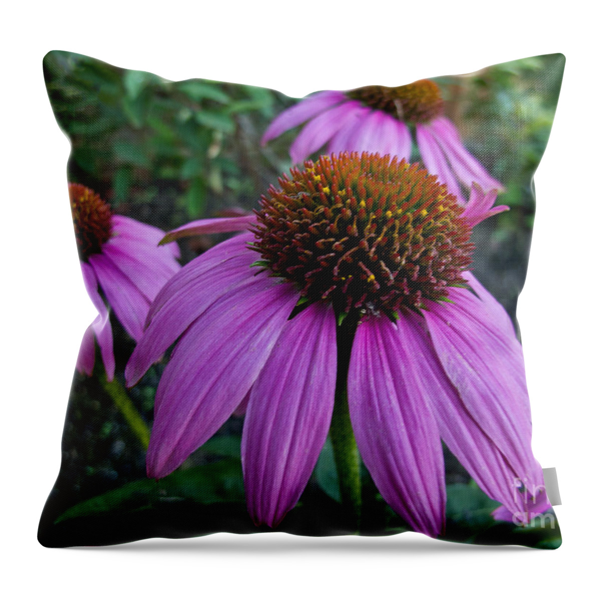 Daisy Throw Pillow featuring the photograph Cone Flower Beauty by Arlene Carmel