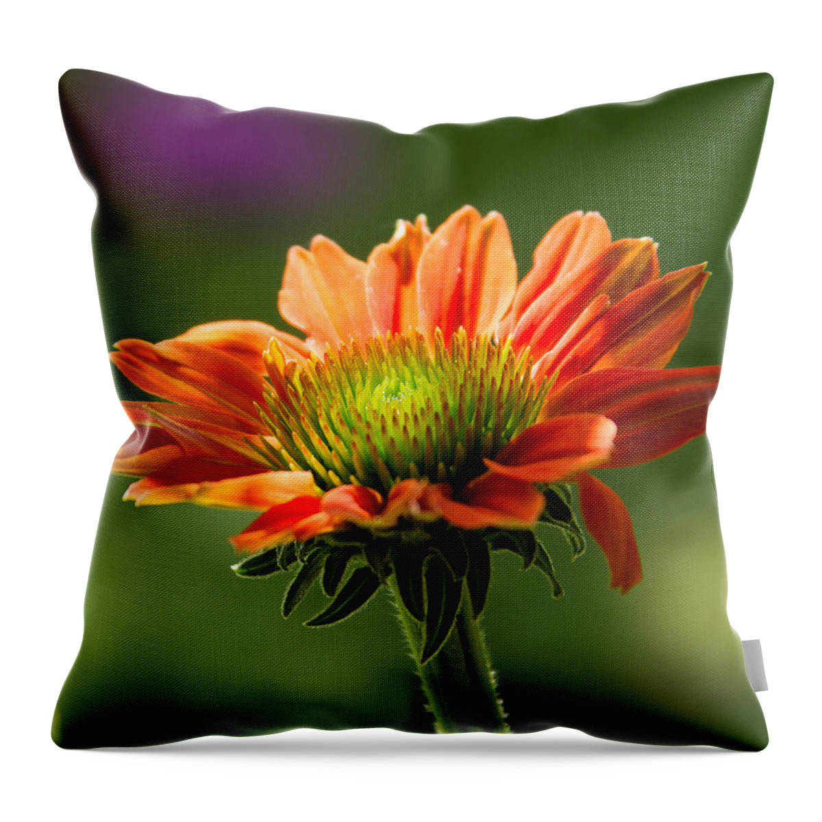 Cone Throw Pillow featuring the photograph Cone Flower by Brian Caldwell