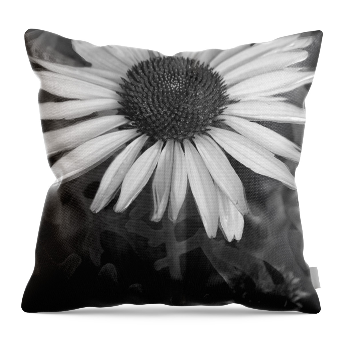 Cone Flower Throw Pillow featuring the photograph Coneflower and Dusty Miller BW by Lesa Fine