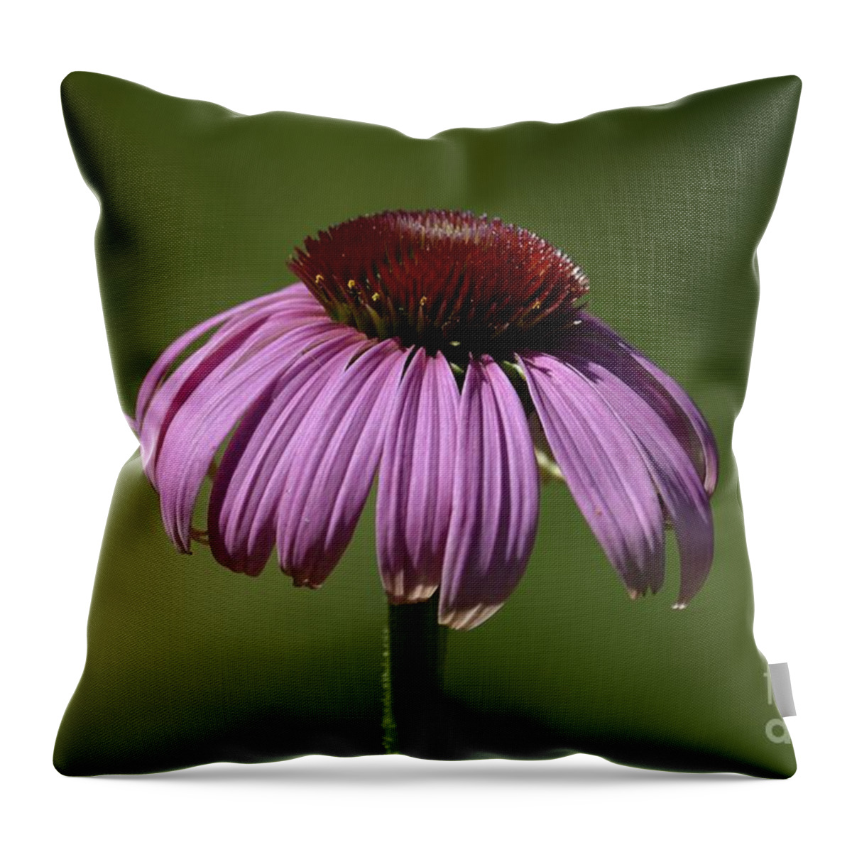 Simple Beauty Throw Pillow featuring the photograph Coneflower by Randy Bodkins