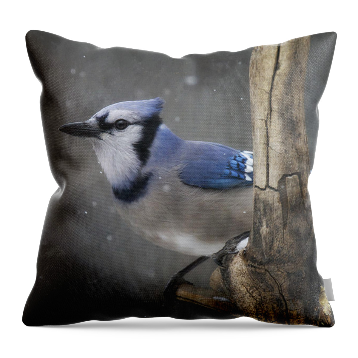 Blue Jay Throw Pillow featuring the photograph Cool in Blue by Don Anderson