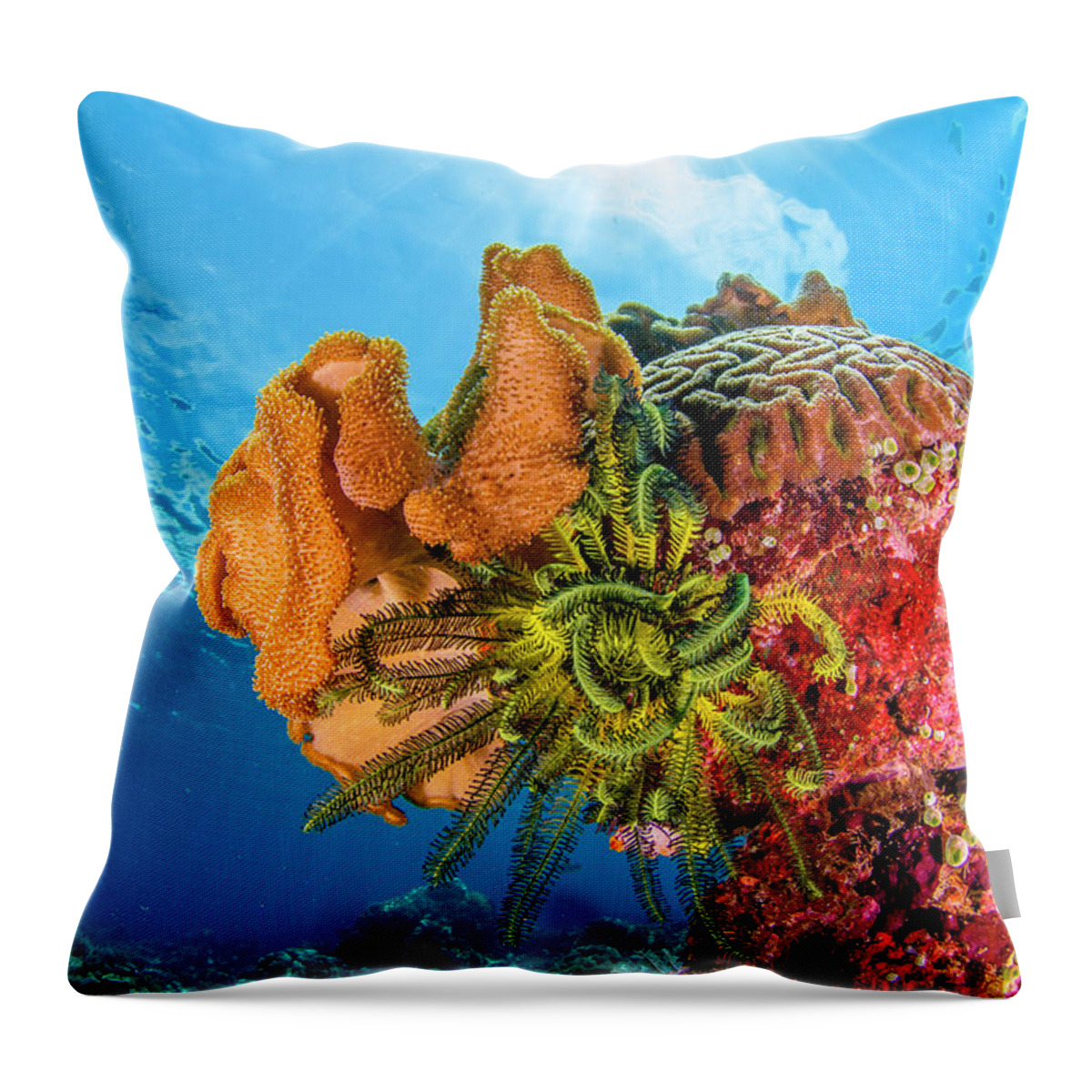 Tranquility Throw Pillow featuring the photograph Coral Reef by Raimundo Fernandez Diez