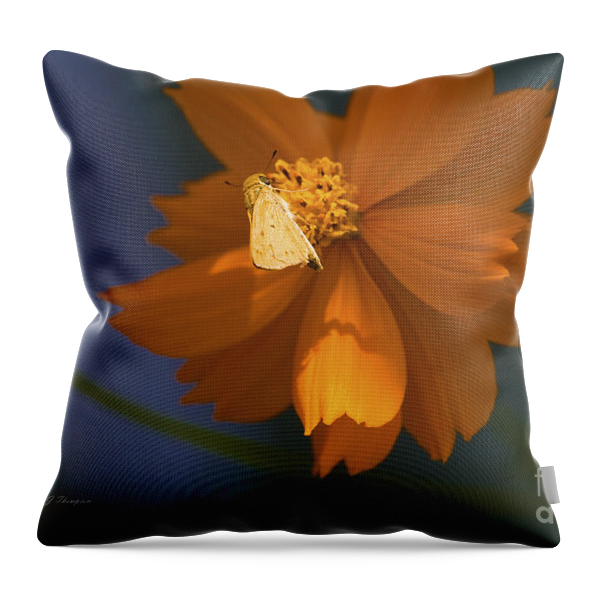 Coreopsis Throw Pillow featuring the photograph Coreopsis by Richard J Thompson 
