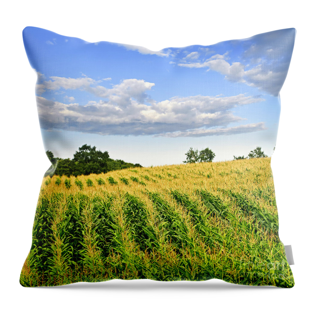 Agriculture Throw Pillow featuring the photograph Corn field 1 by Elena Elisseeva