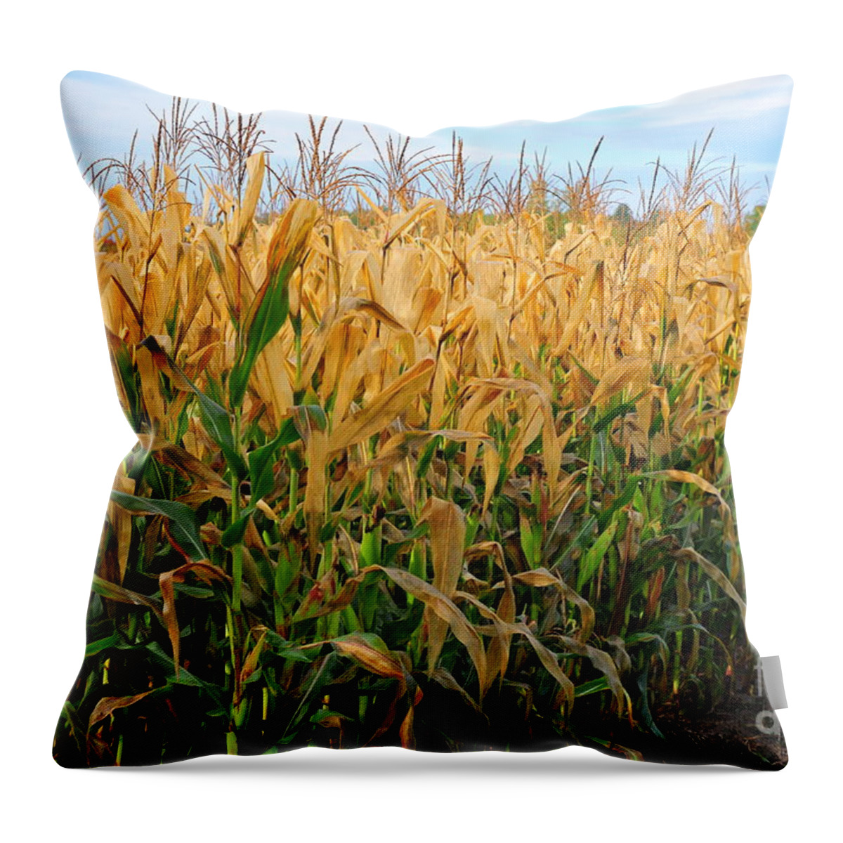 Farm Throw Pillow featuring the photograph Corn Harvest by Terri Gostola