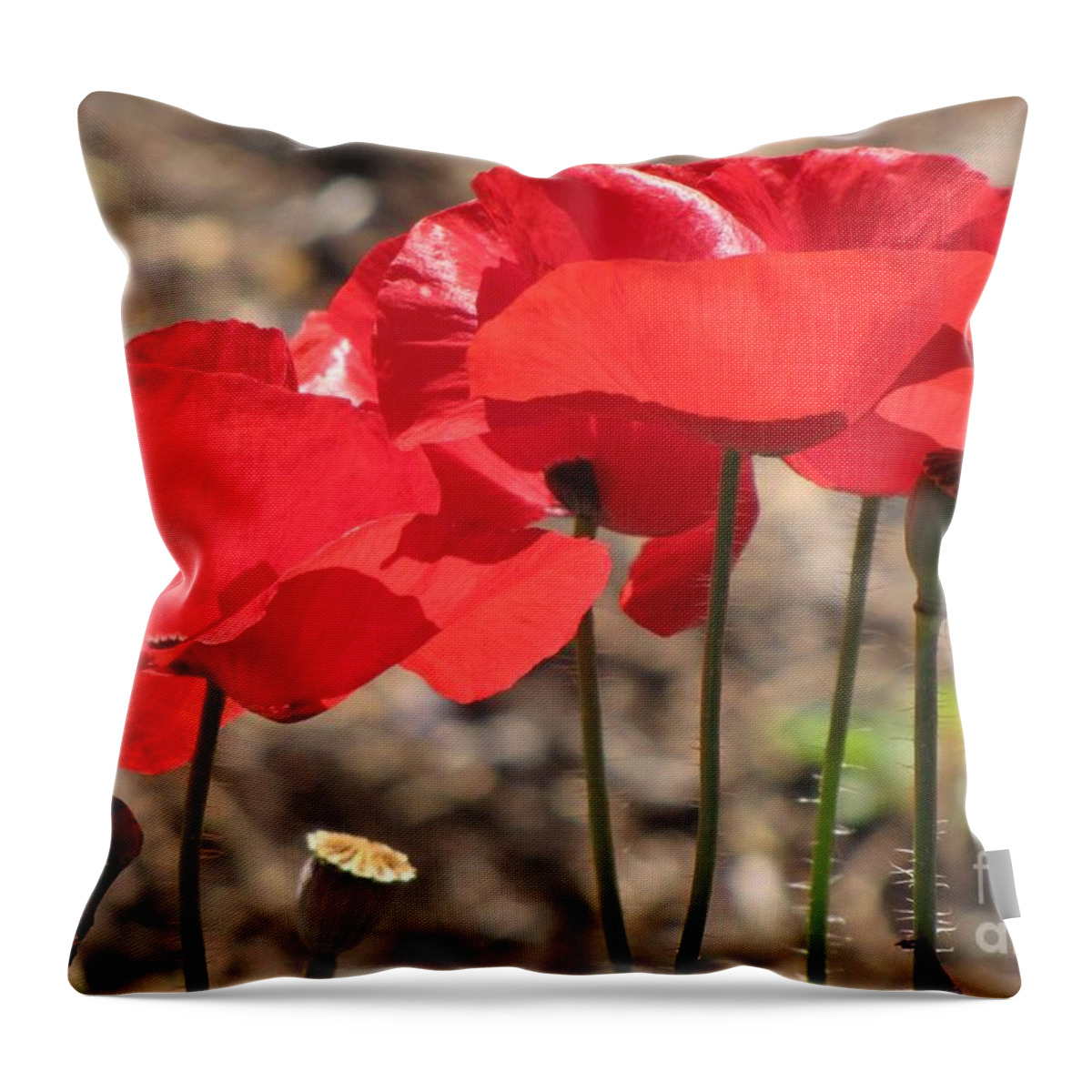 Red Corn Poppies Flowers Buds Seed Pods Throw Pillow featuring the photograph Corn Poppies by Michele Penner