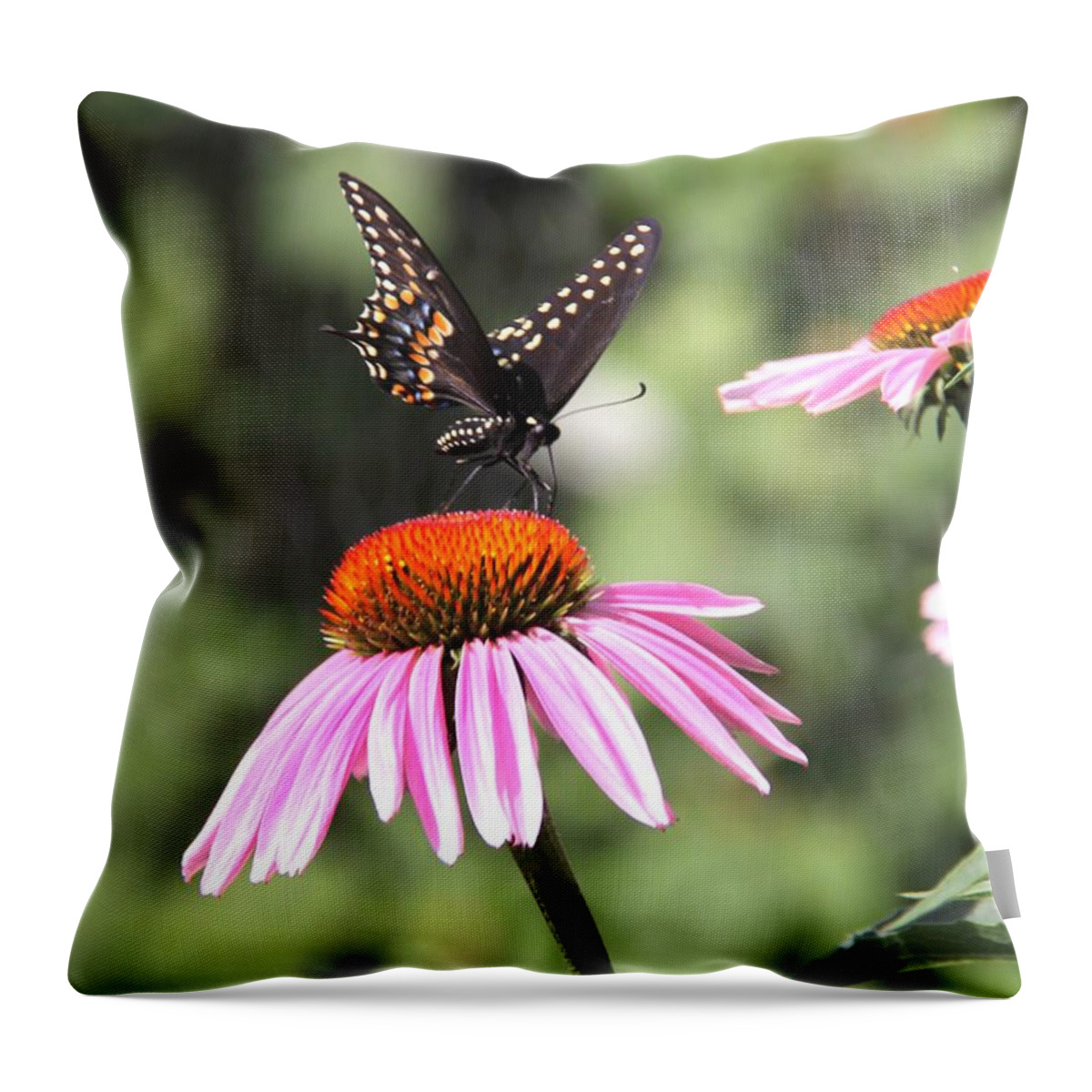 Black Swallowtail Butterfly Throw Pillow featuring the photograph Cornflowers with black swallowtail by Yumi Johnson
