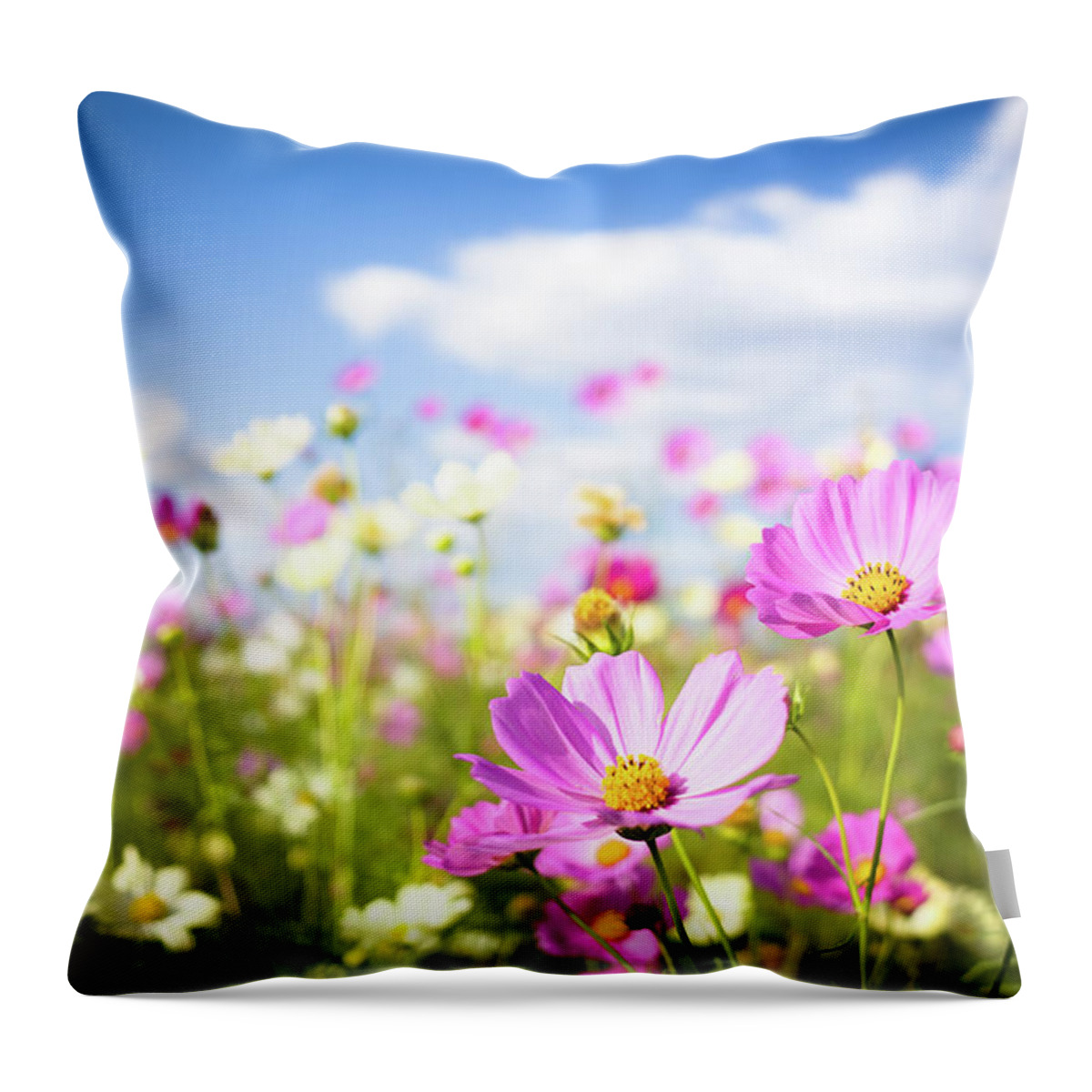Wind Throw Pillow featuring the photograph Cosmos Flowers In Full Bloom by Marser