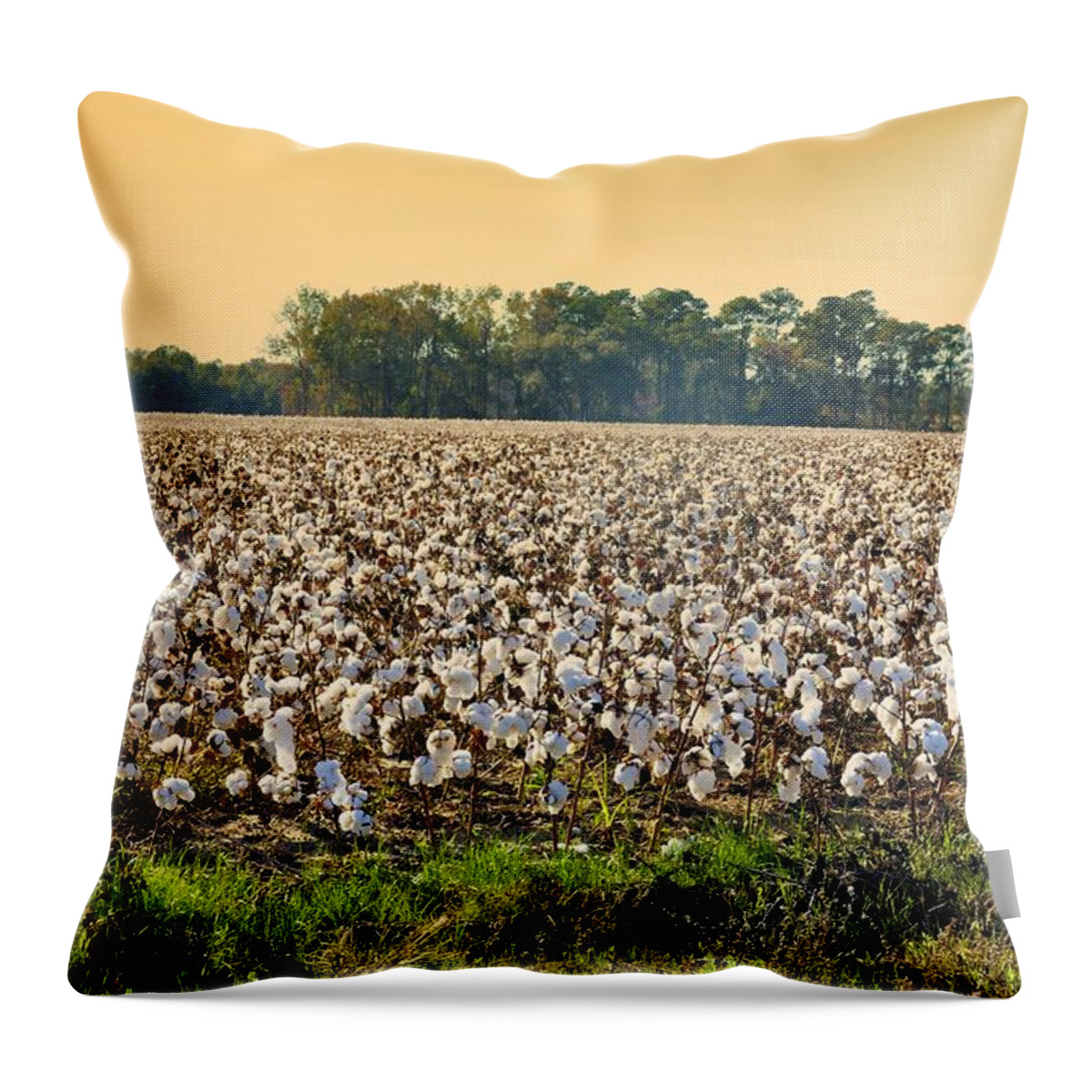 Landscapes Throw Pillow featuring the photograph Cotton Fields Back Home by Jan Amiss Photography