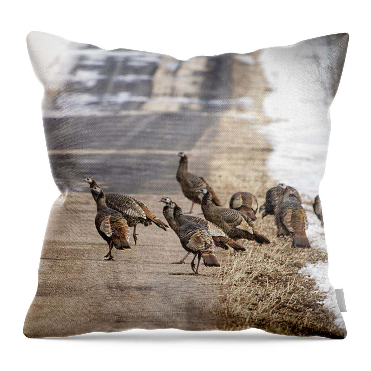 Eastern Wild Turkey (meleagris Gallopavo Silvestris) Throw Pillow featuring the photograph County Road Crew by Thomas Young