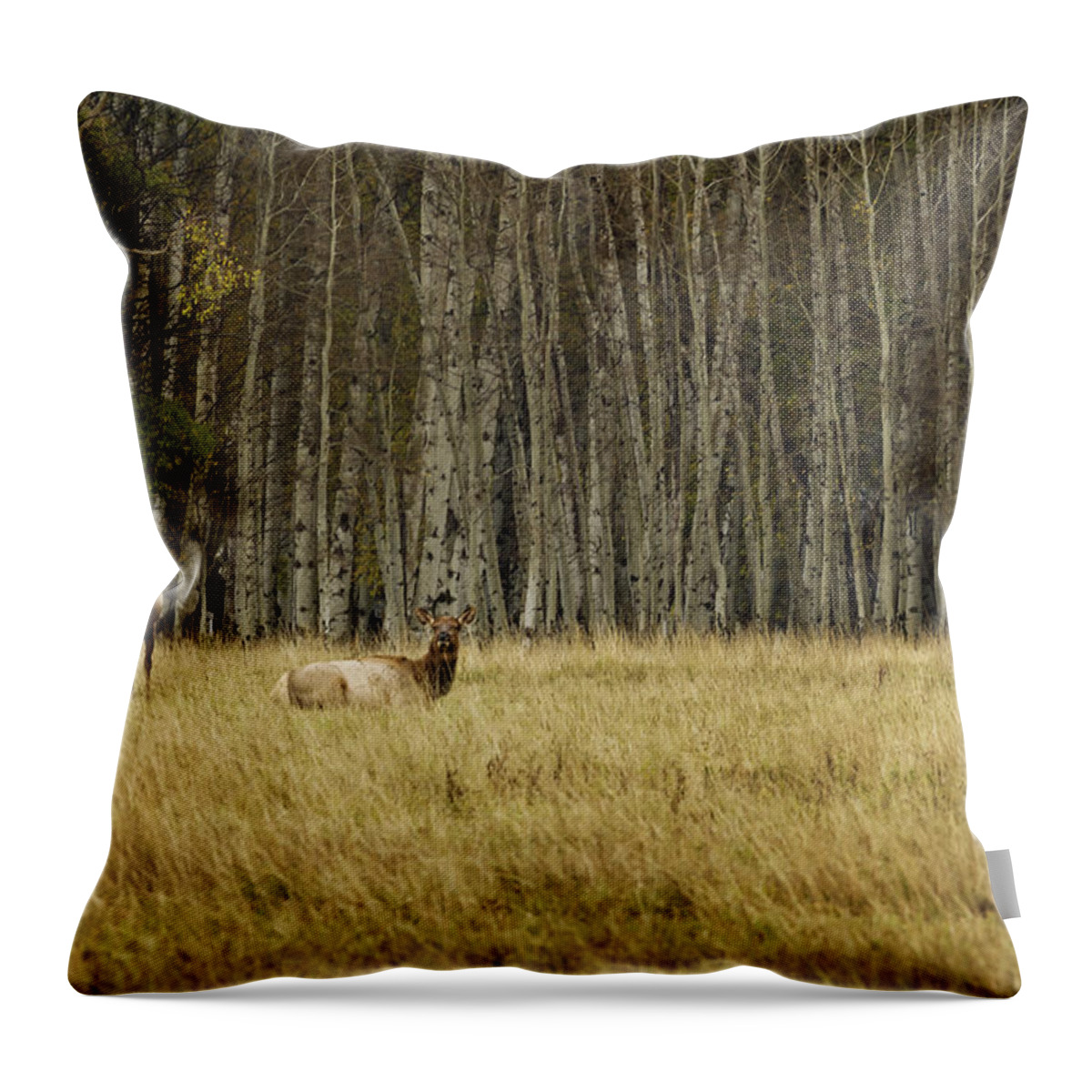 Elk Throw Pillow featuring the photograph Cow Elk Resting - Grand Tetons by Belinda Greb