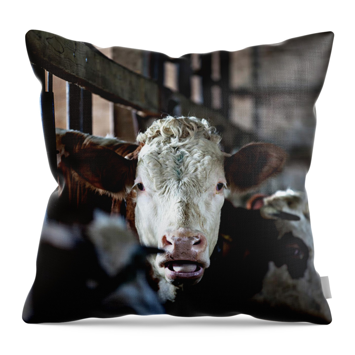 In A Row Throw Pillow featuring the photograph Cow In Old Stable by Opla