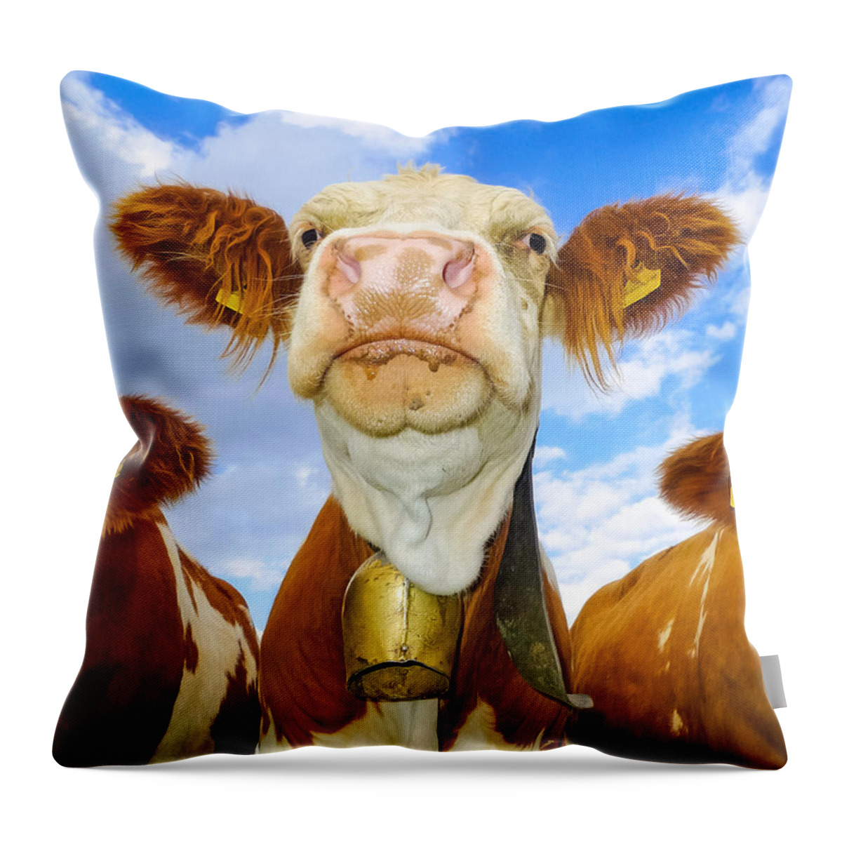 Cow Throw Pillow featuring the photograph Cow looking at you - funny animal picture by Matthias Hauser