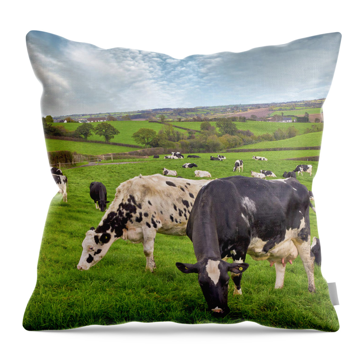 Scenics Throw Pillow featuring the photograph Cows Grazing by Photograph Taken By Alan Hopps