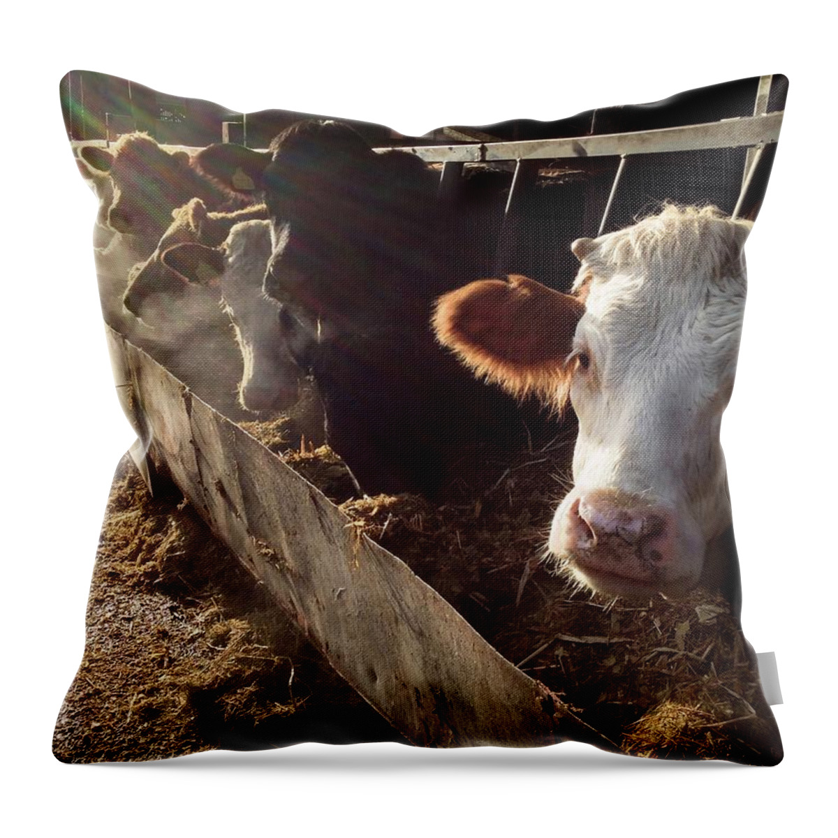 In A Row Throw Pillow featuring the photograph Cows Looking Out Of A Barn by James Ephraums