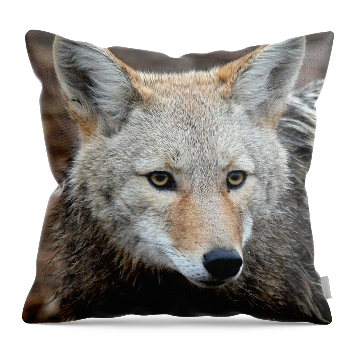 Coyotes Throw Pillow featuring the photograph Coyote by Athena Mckinzie