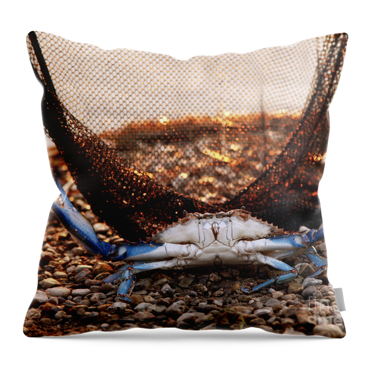 Blue Crab Photography Throw Pillow featuring the photograph Crab Can We Talk? by Luana K Perez