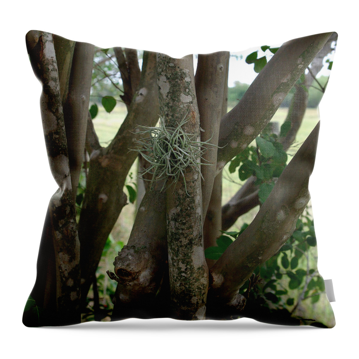 Crape Myrtle Throw Pillow featuring the photograph Crape Myrtle Growth Ball by Peter Piatt