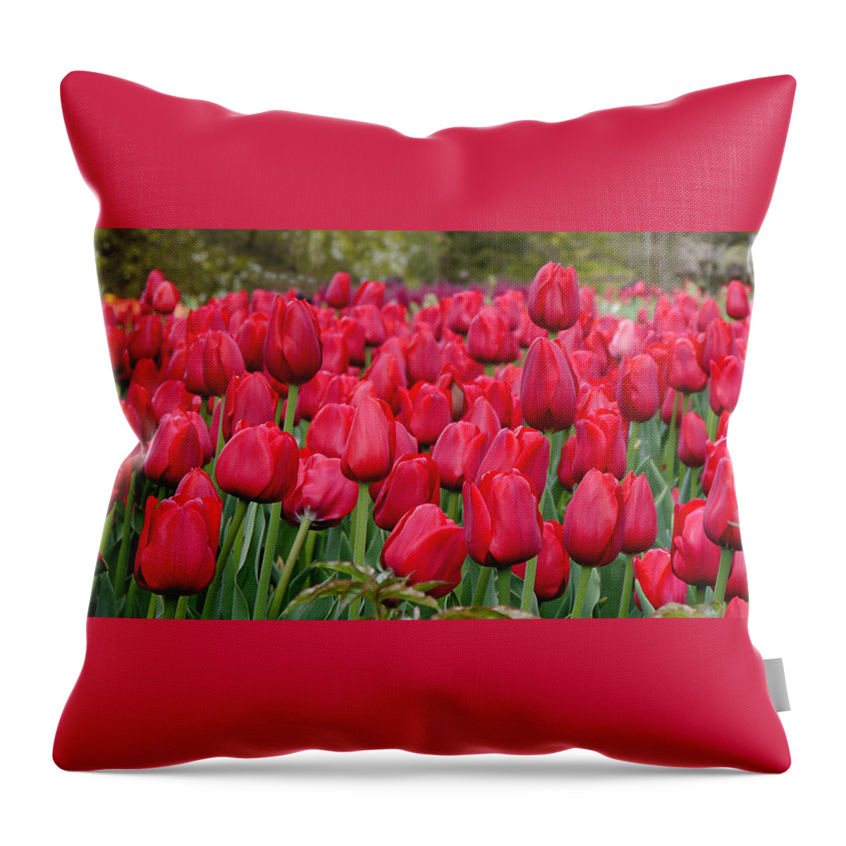 Tulip Throw Pillow featuring the photograph Crimson Tulips by Richard Reeve