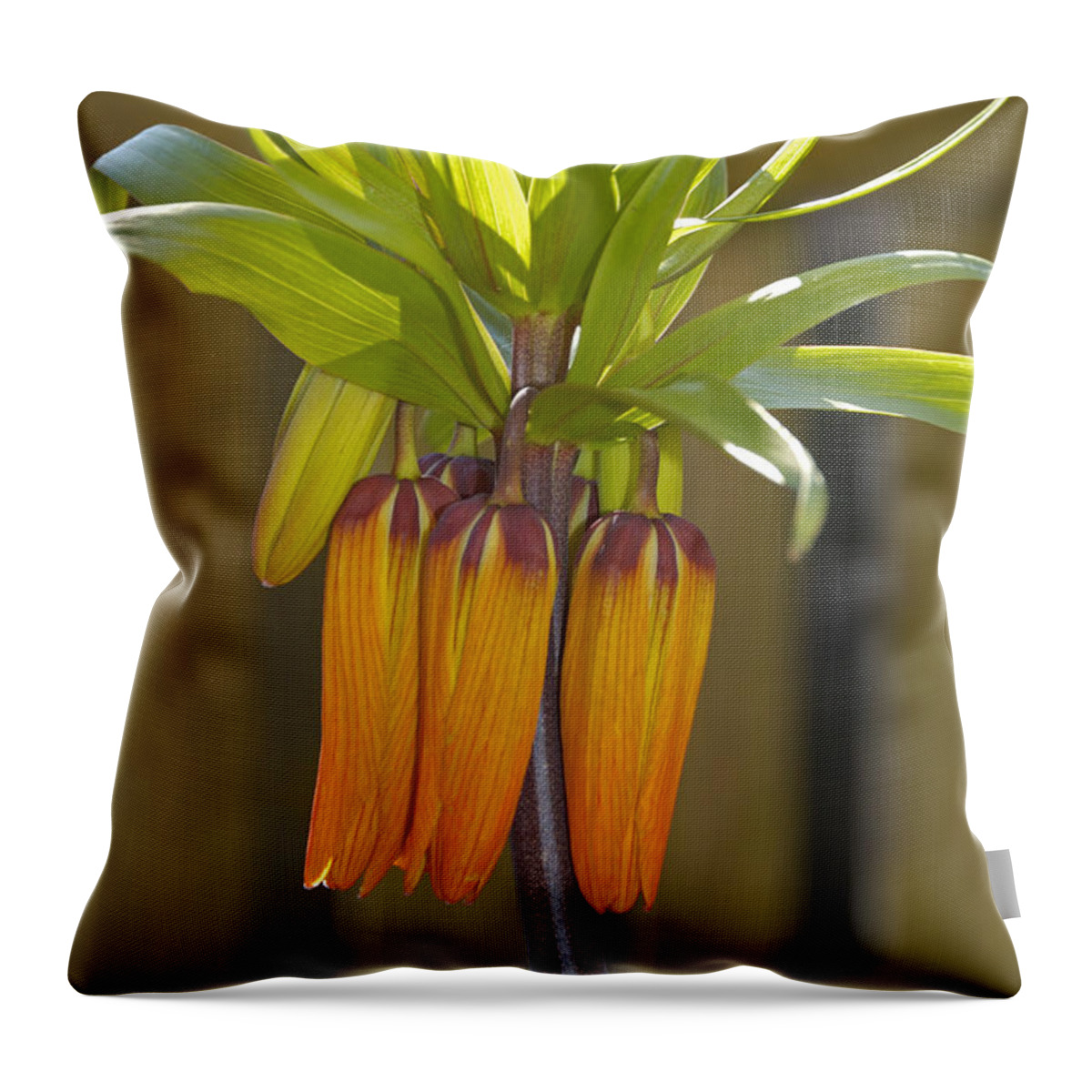 Crown Imperial Throw Pillow featuring the photograph Crown imperial Fritillaria imperialis Flower by Matthias Hauser