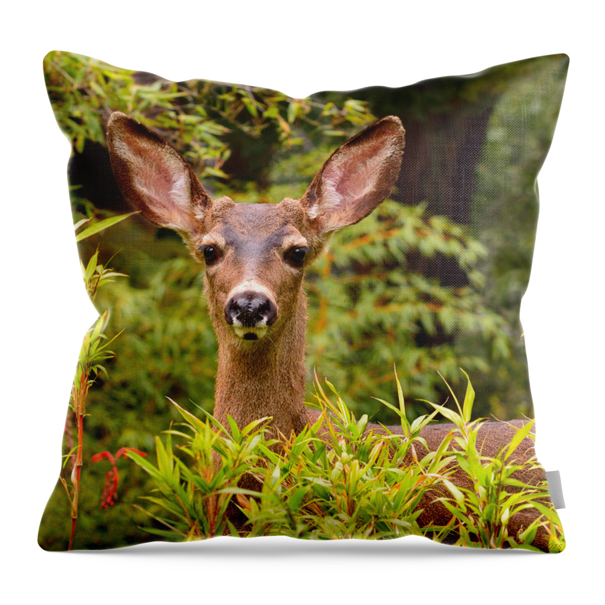 Deer Throw Pillow featuring the photograph Curiosity by Brian Tada