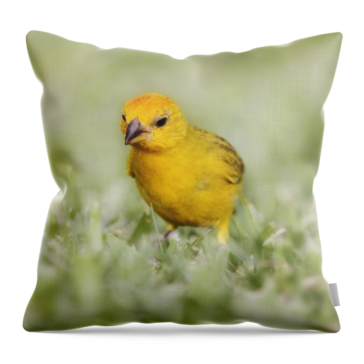 Canary Throw Pillow featuring the photograph Curiosity by Melanie Lankford Photography