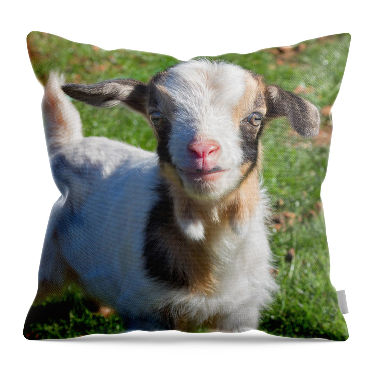 Cute Throw Pillow featuring the photograph Curious Baby Goat by Kathleen Bishop
