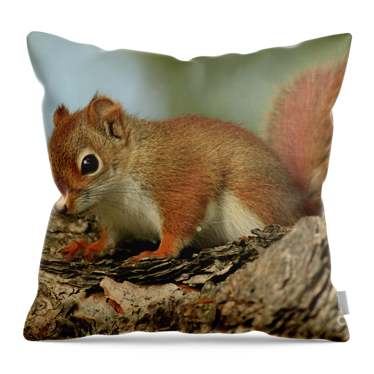 Curious Throw Pillow featuring the photograph Curious by Nature Red Squirrel by Inspired Nature Photography Fine Art Photography