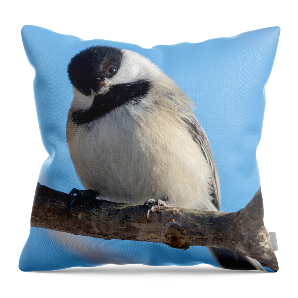 Avian Throw Pillow featuring the photograph Curious Chickadee by Cheryl Baxter