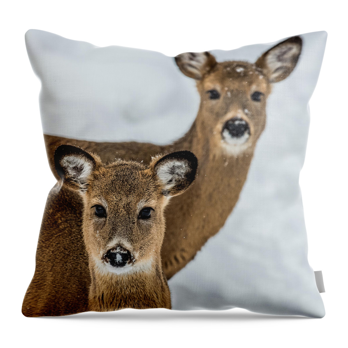 Deer Throw Pillow featuring the photograph Curious Does by Paul Freidlund