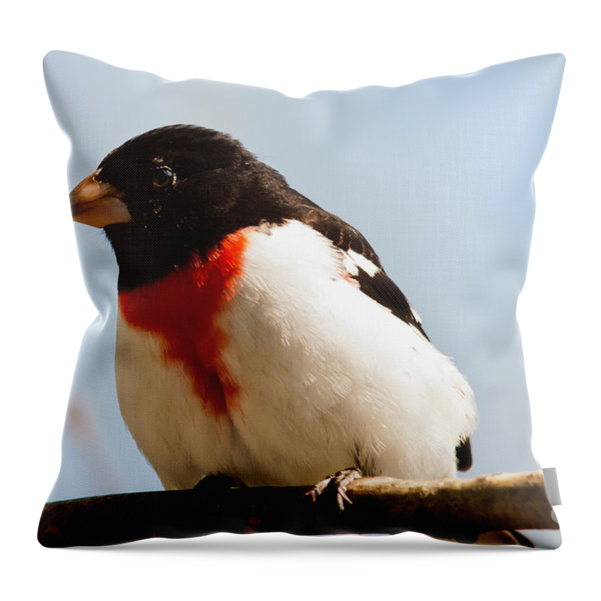Rose-breasted Grosbeak Throw Pillow featuring the photograph Curious Fellow by Cheryl Baxter