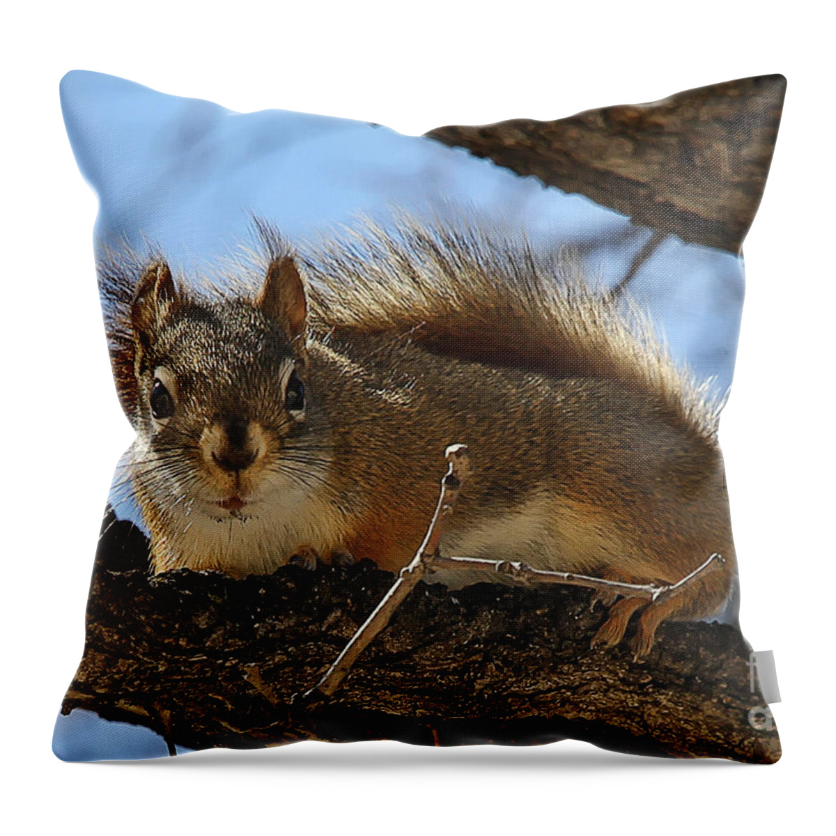Animal Throw Pillow featuring the photograph Curious Squirrel by Teresa Zieba