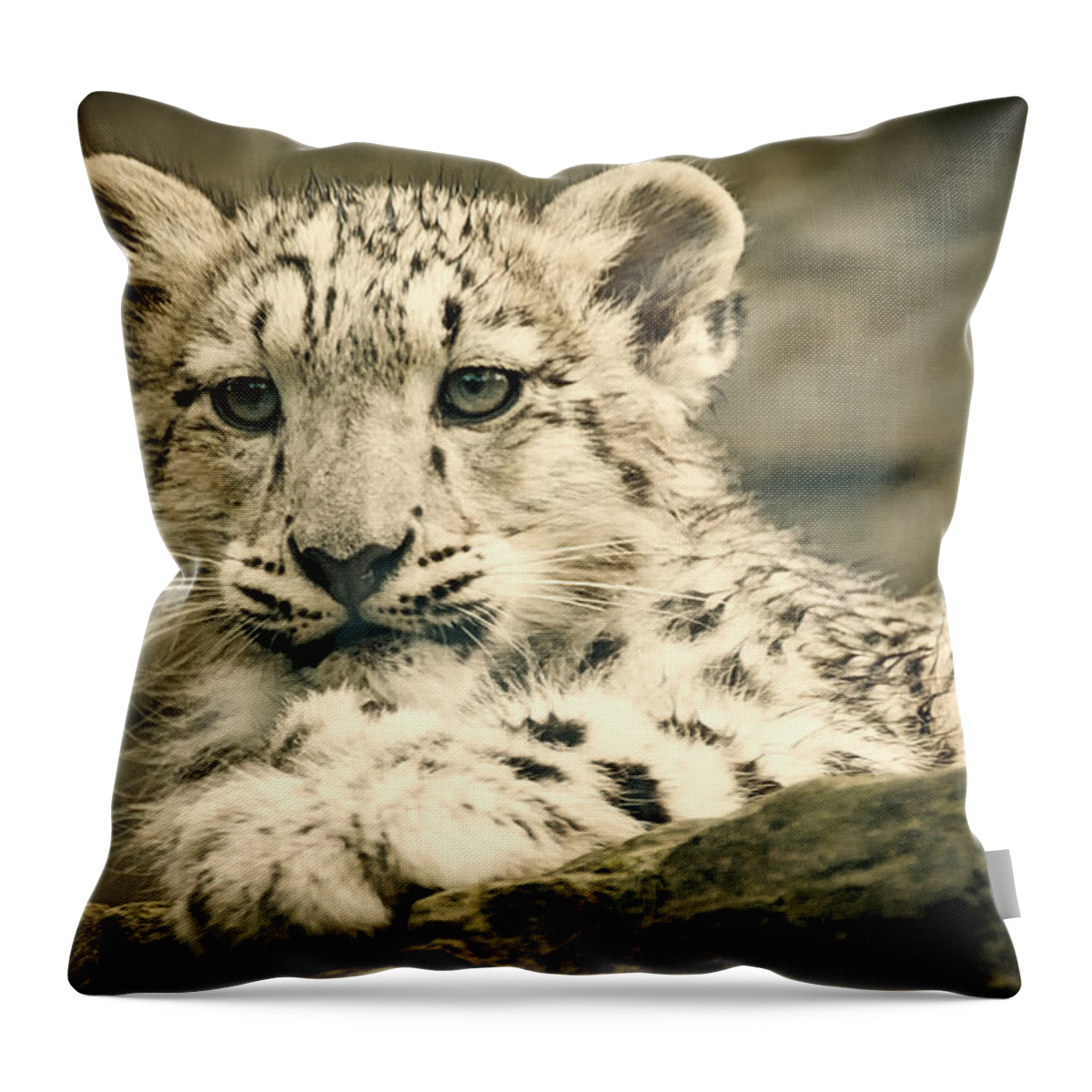 Marwell Throw Pillow featuring the photograph Cute Snow Cub by Chris Boulton
