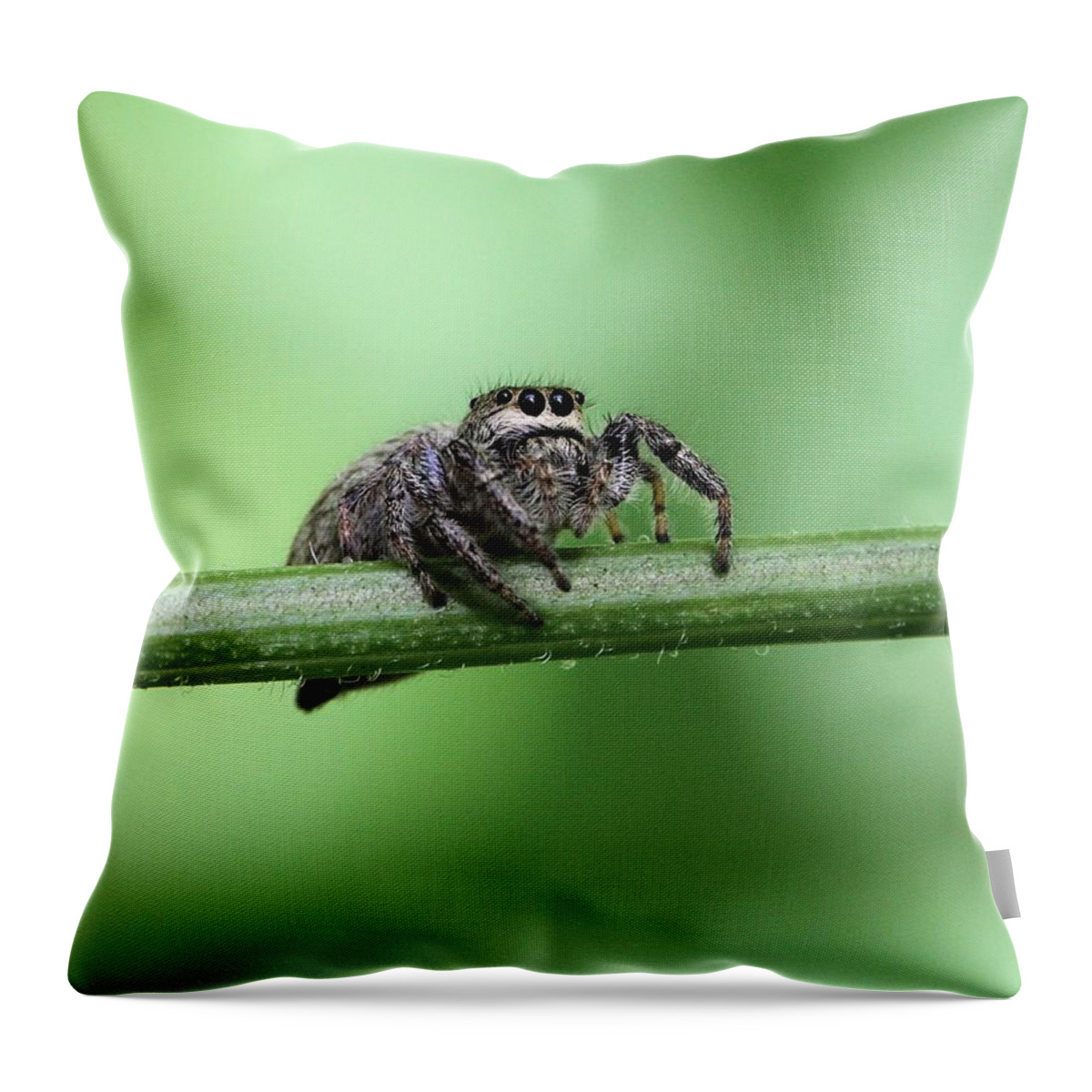 Jumping Spider Throw Pillow featuring the photograph Cute Spider by Doris Potter