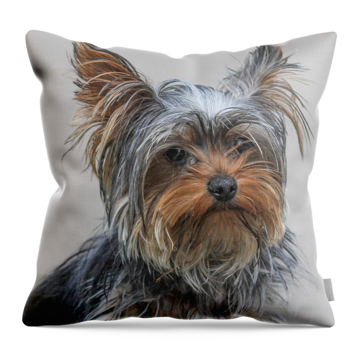 Domestic Dog Throw Pillow featuring the photograph Cute Yorky Portrait by Jivko Nakev