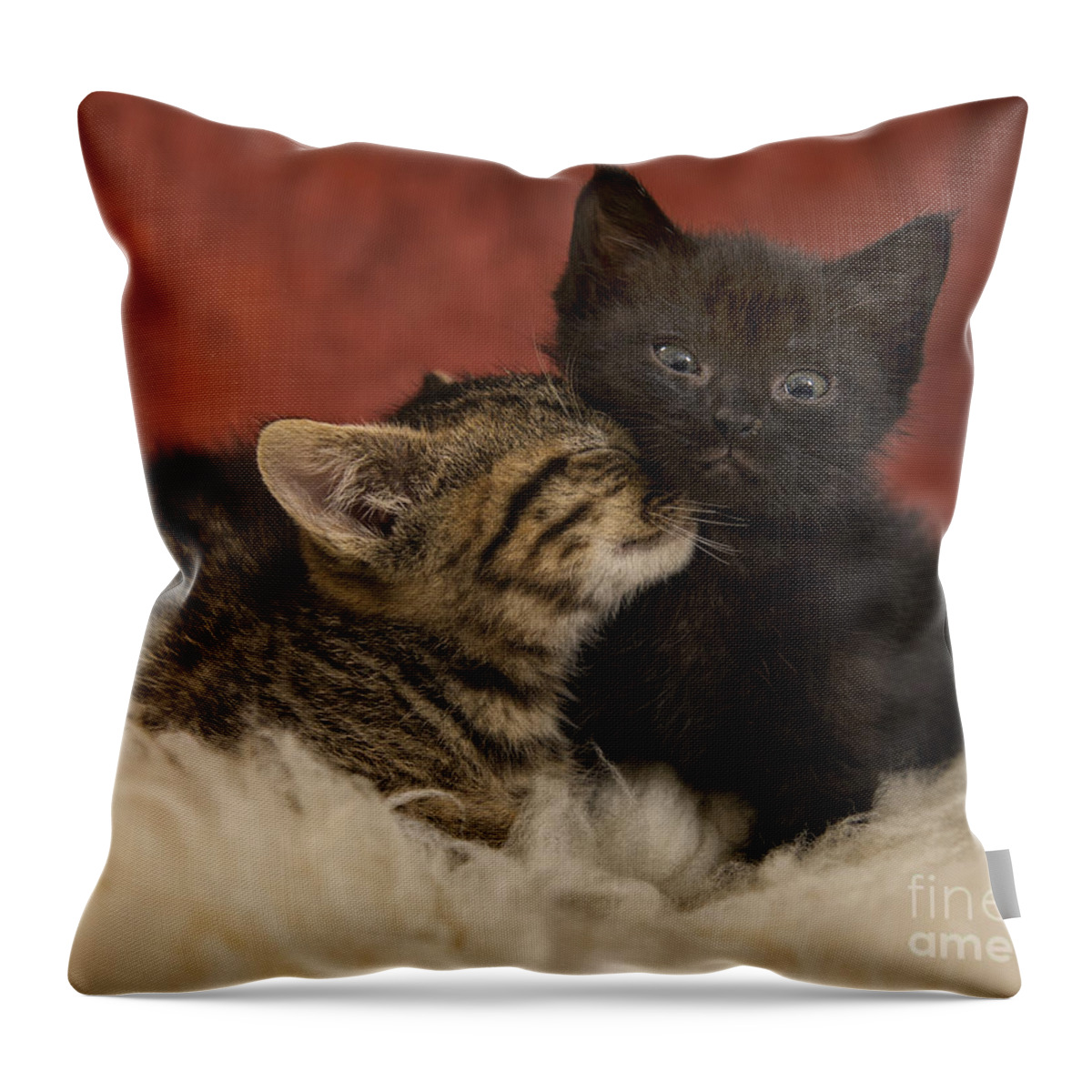 Kitten Throw Pillow featuring the photograph Cuties by Louise St Romain