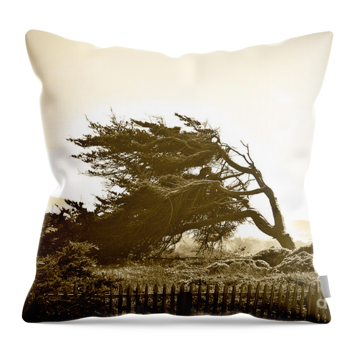 Monterey Cypress Throw Pillow featuring the photograph Cypress Trees in Monterey by Artist and Photographer Laura Wrede