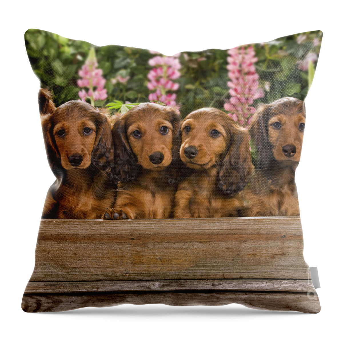 Dachshund Throw Pillow featuring the photograph Dachshunds In A Flowerpot by Jean-Michel Labat