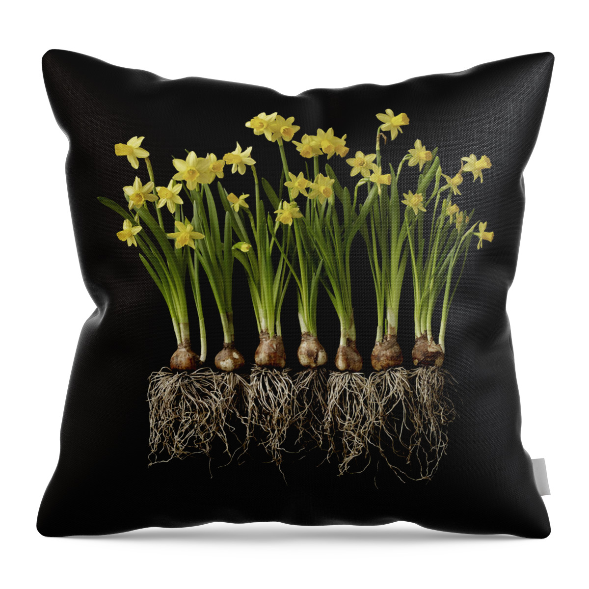 In A Row Throw Pillow featuring the photograph Daffodil Plants On Black Background by William Turner