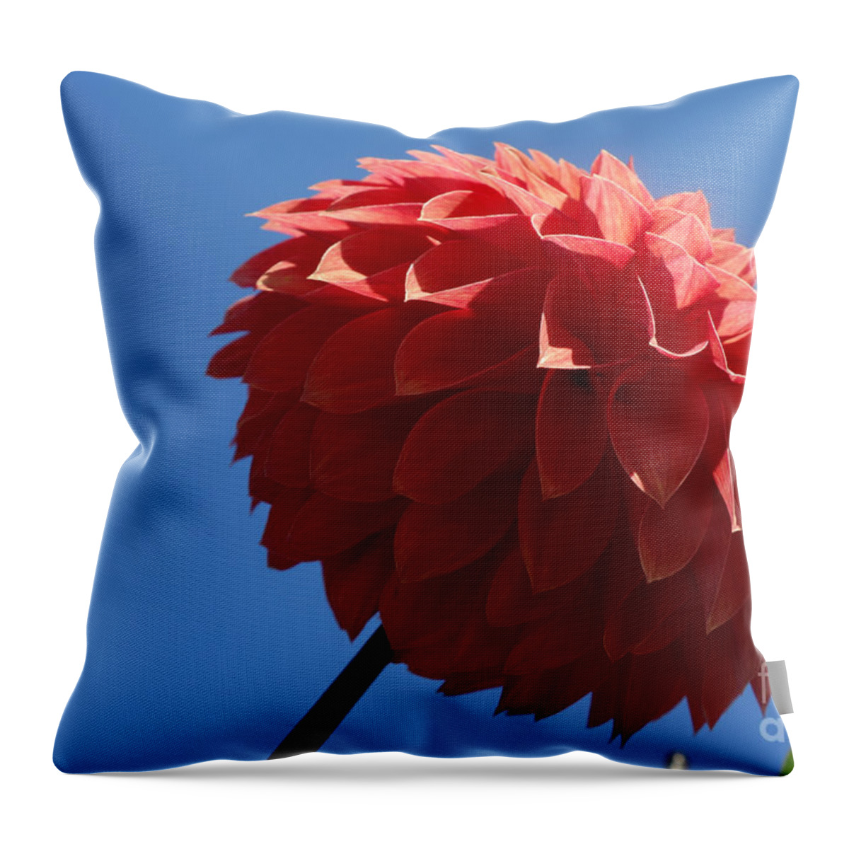 Flowing Throw Pillow featuring the photograph Dahlia #2 by Jacqueline Athmann