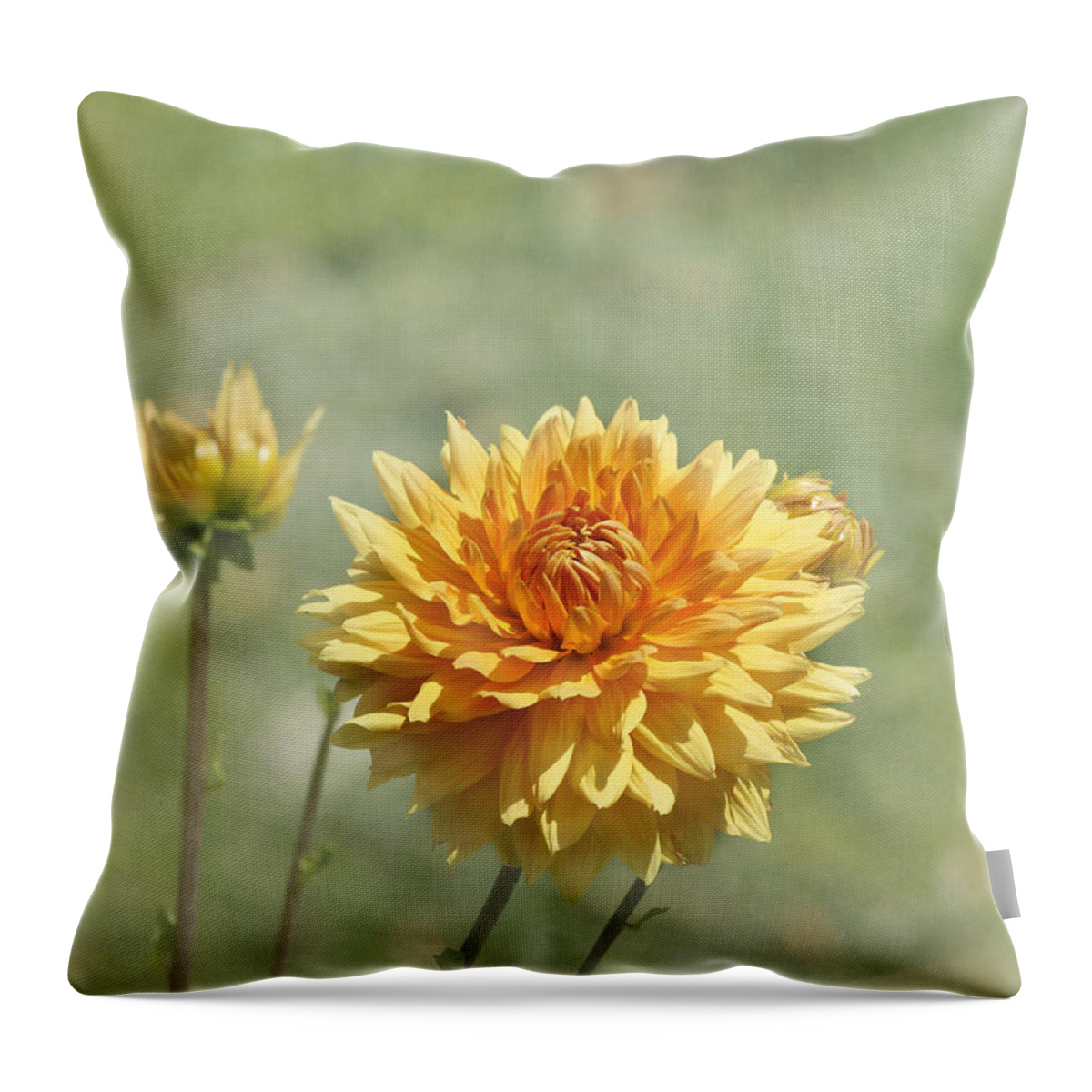Orange Dahlia Throw Pillow featuring the photograph Dahlia Flowers by Kim Hojnacki