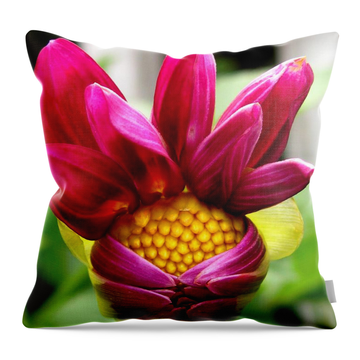 Dahlia Throw Pillow featuring the photograph Dahlia from the Showpiece Mix by J McCombie