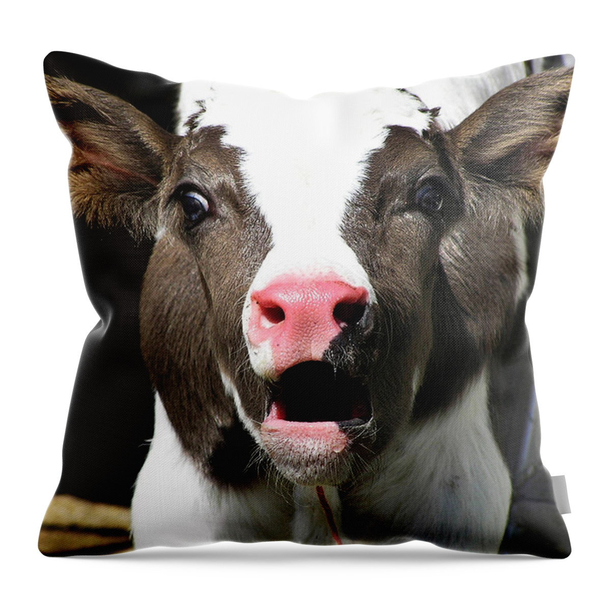 Cow Throw Pillow featuring the photograph Dairy Cow by Christina Rollo