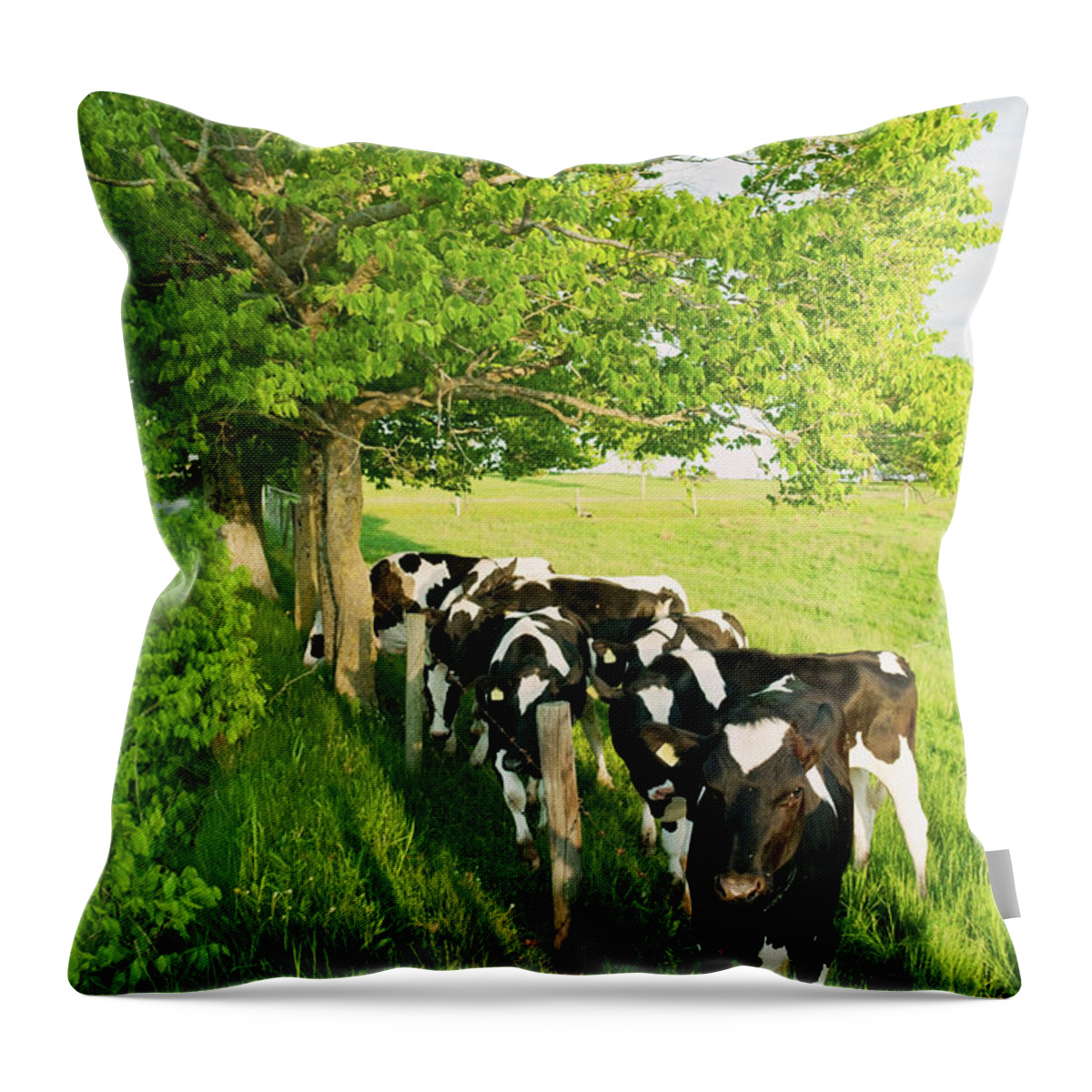 Cow Throw Pillow featuring the photograph Dairy Cows by Shaunl