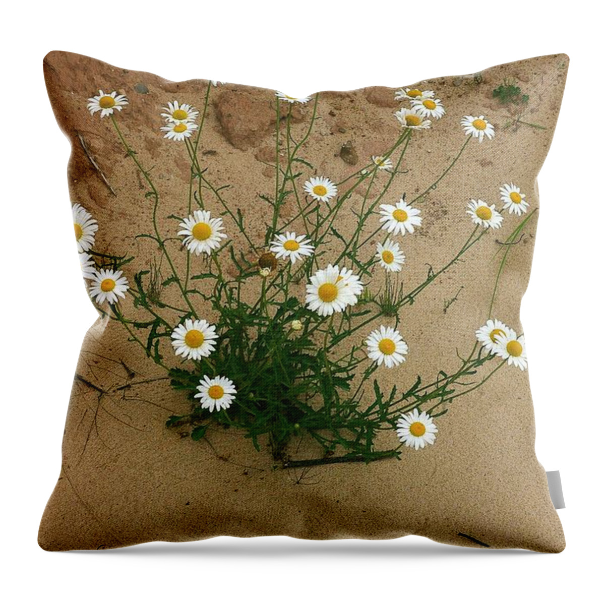 Daisies Throw Pillow featuring the photograph Daisies in the Sand by Randy Pollard